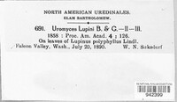 Uromyces lupini image